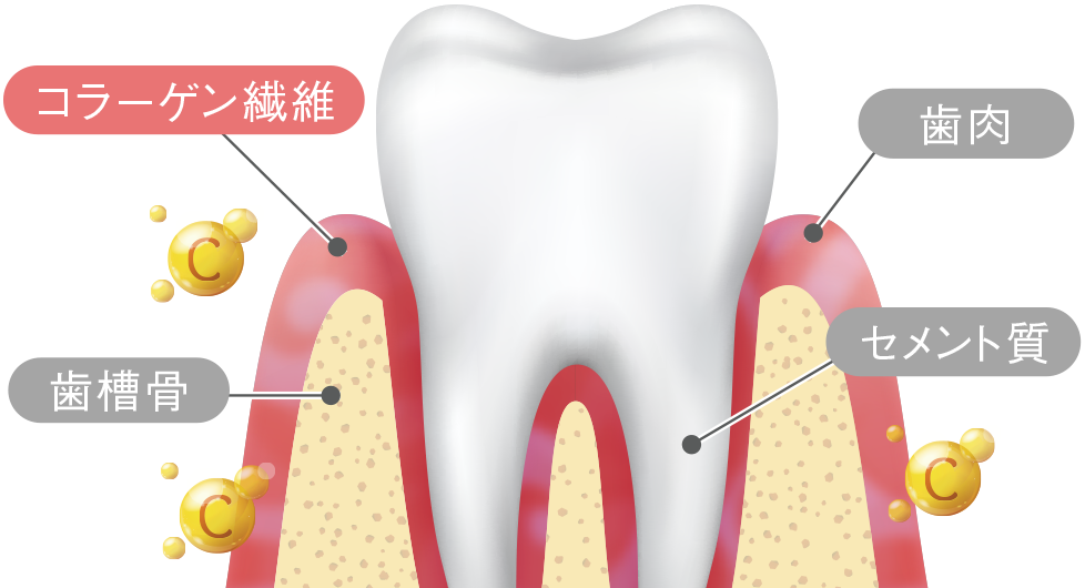 歯周組織に必要な栄養素でコラーゲン線維を形成する