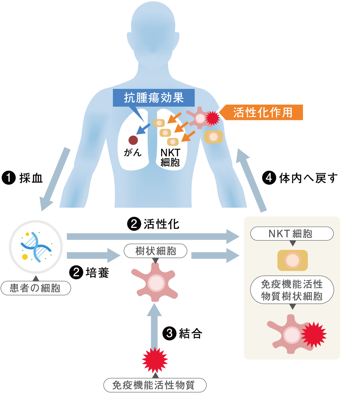 NK細胞のメカニズム